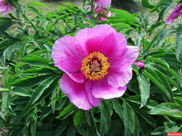 Марьин корень пион уклоняющийся