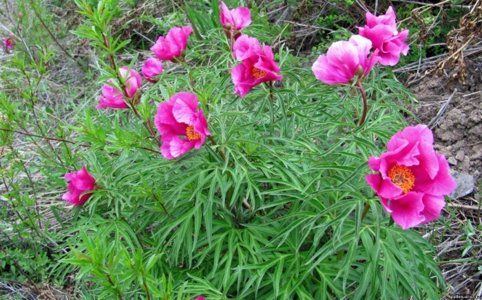 Марьин корень пион уклоняющийся