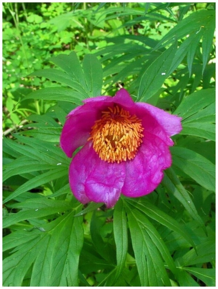 Пион уклоняющийся (paeonia anomala)