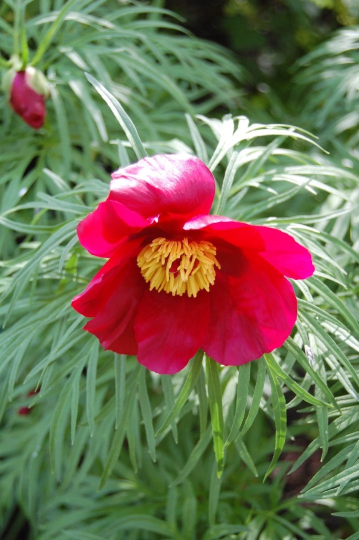 Марьин корень пион уклоняющийся