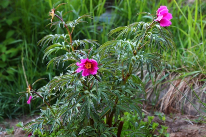 Пион уклоняющийся марьин корень