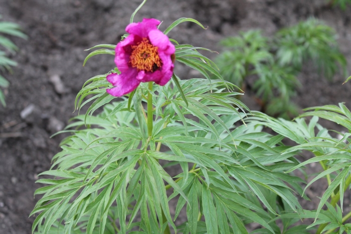 Пион уклоняющийся марьин корень