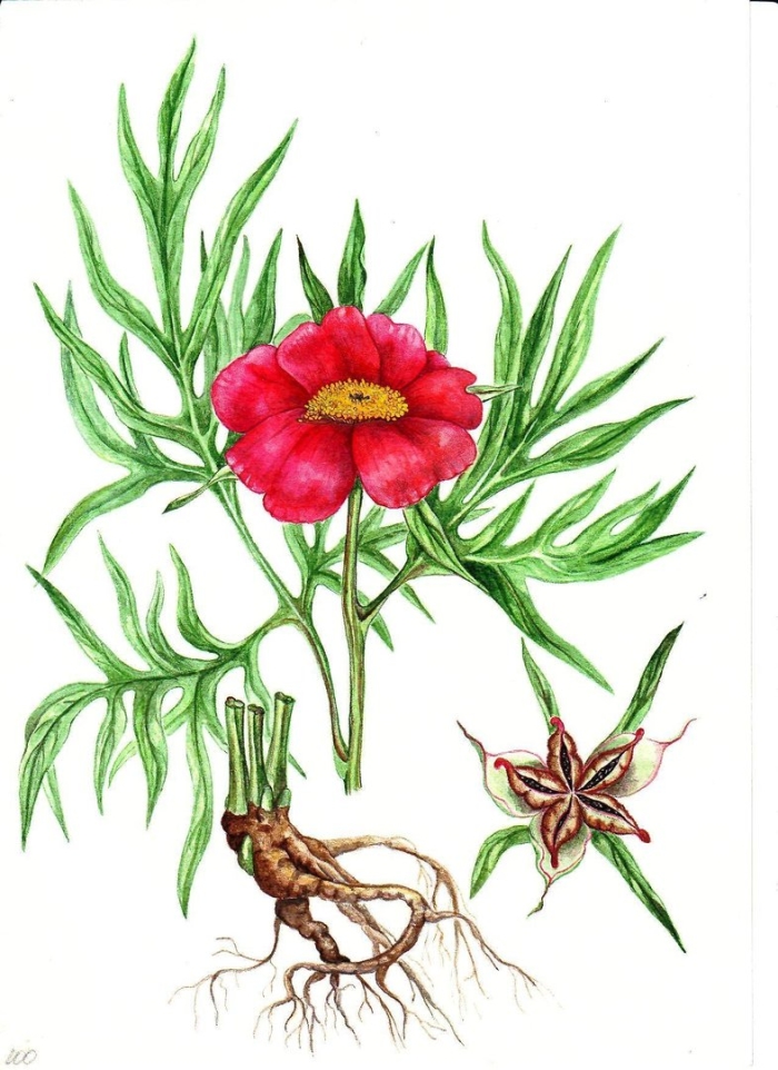 Корень пиона