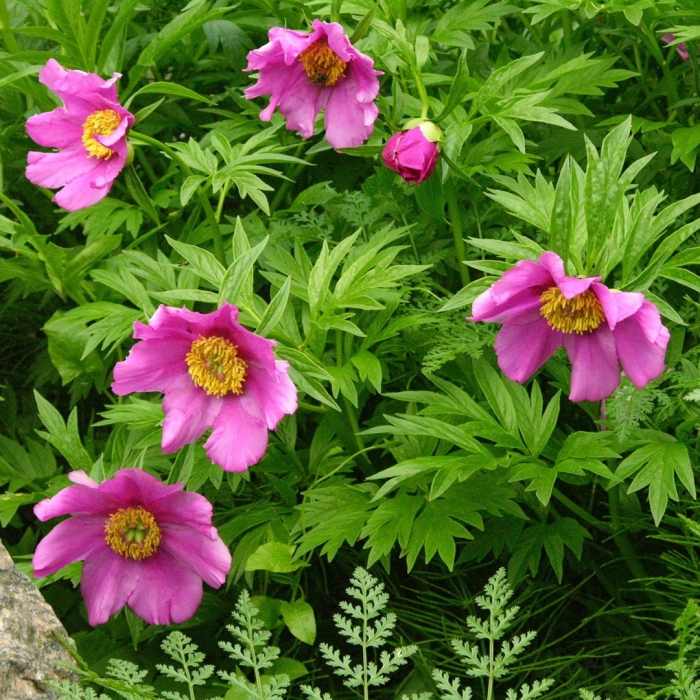 Пион уклоняющийся марьин корень