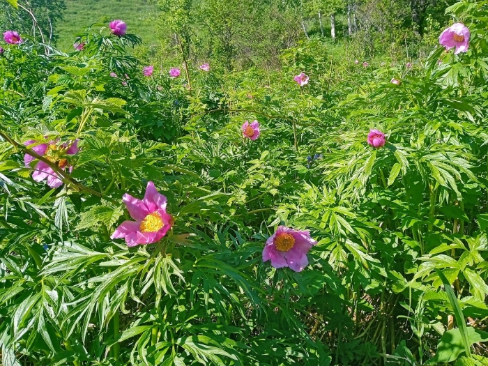 Пион уклоняющийся марьин корень