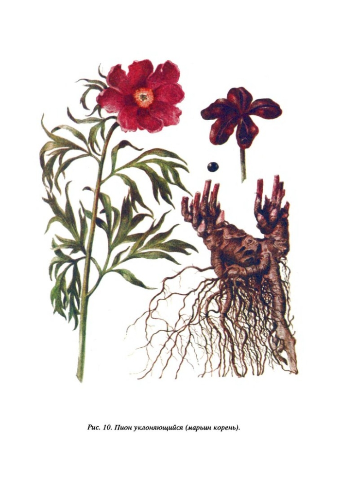 Пион уклоняющийся марьин корень