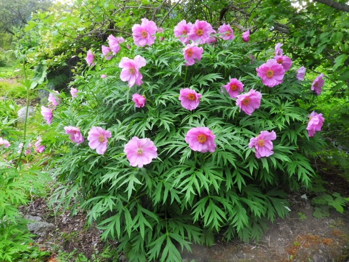 Марьин корень пион уклоняющийся