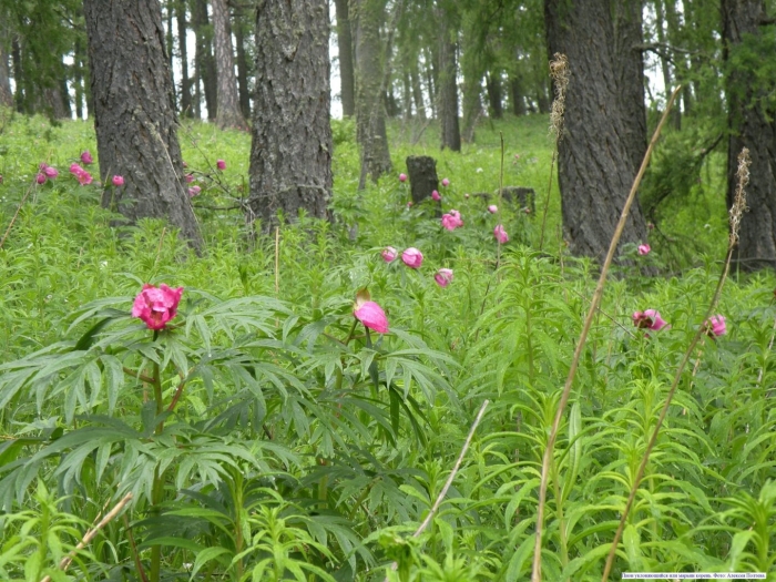 Пион уклоняющийся растение
