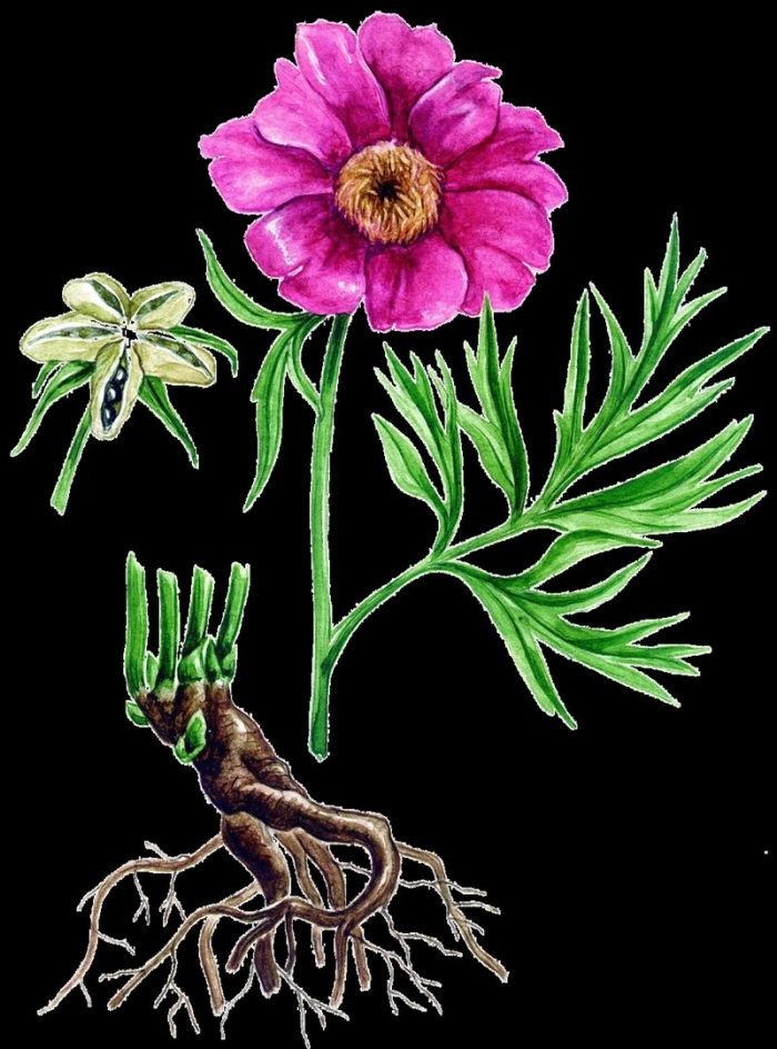 Пион уклоняющийся корень