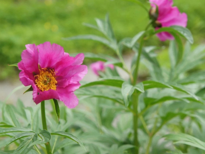 Марьин корень