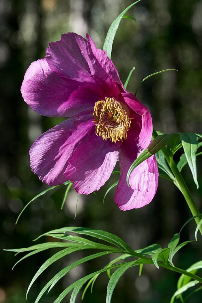 Марьин корень пион уклоняющийся