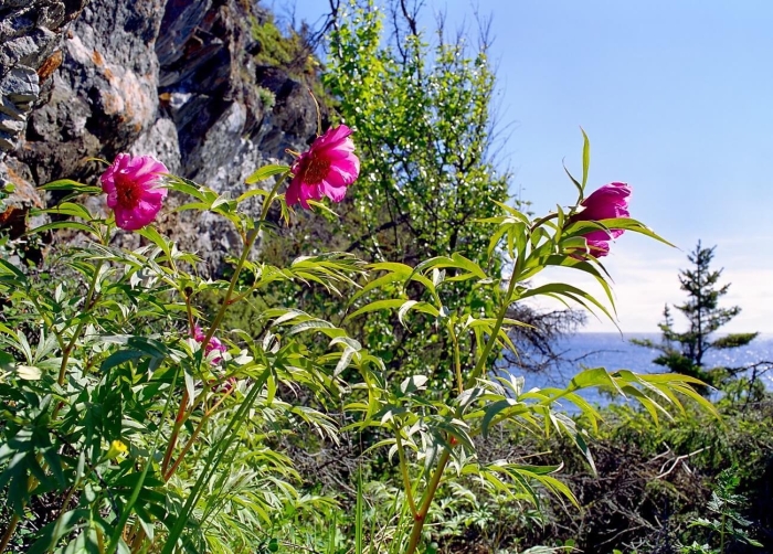 Пион уклоняющийся марьин корень