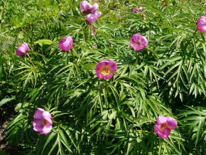 Марьин корень пион