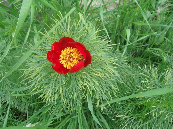 Пион узколистный красная книга