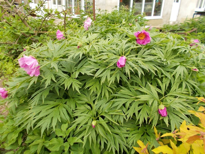 Пион уклоняющийся марьин корень