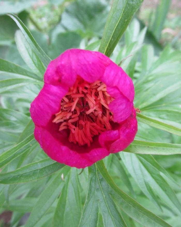 Марьин корень пион уклоняющийся