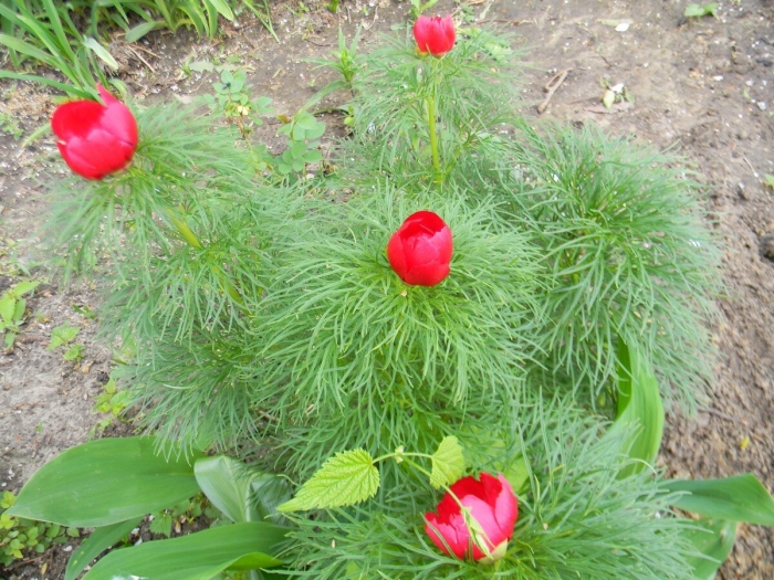 Пион тонколистный воронец