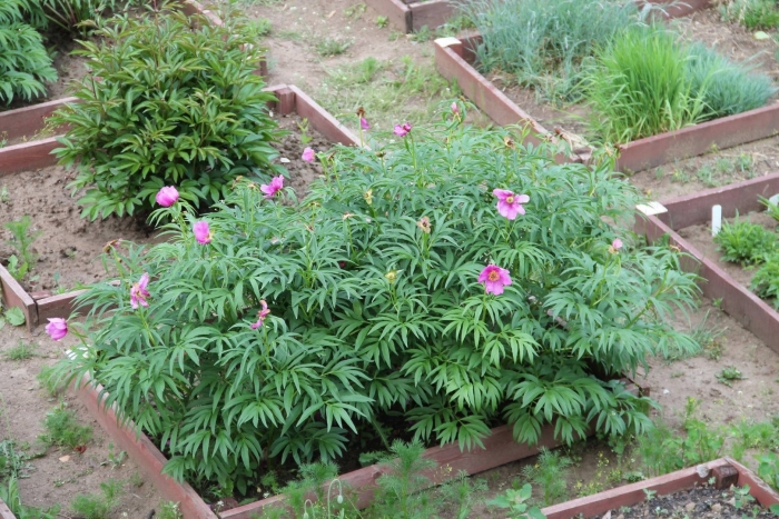 Пион видовой марьин корень