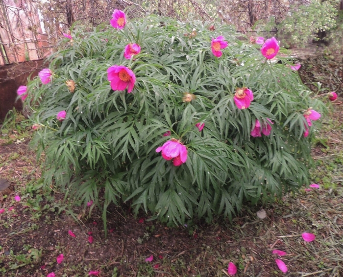 Марьин корень пион уклоняющийся