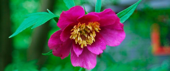 Paeonia officinalis l.
