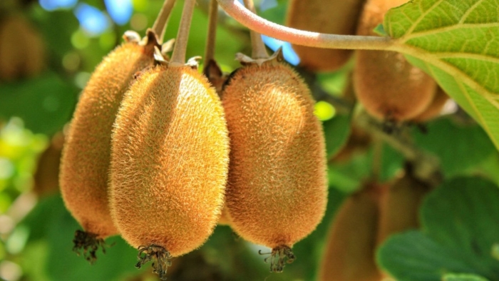 Киви сорт хейворд