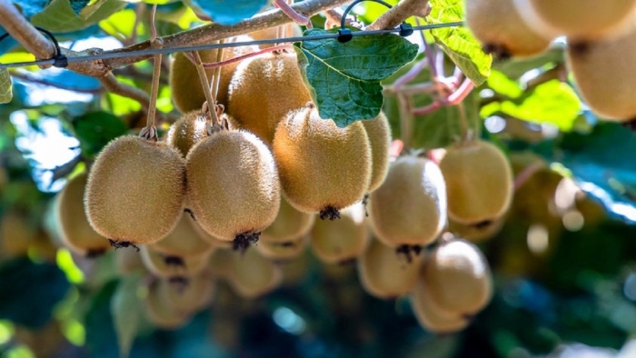 Киви дерево