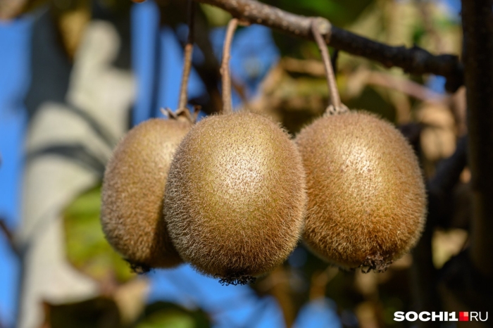 Актинидия (мини-киви) дженни