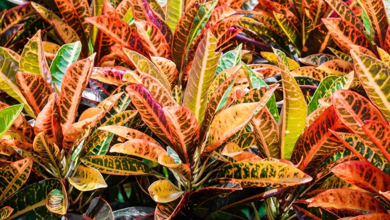 Растение кодиеум