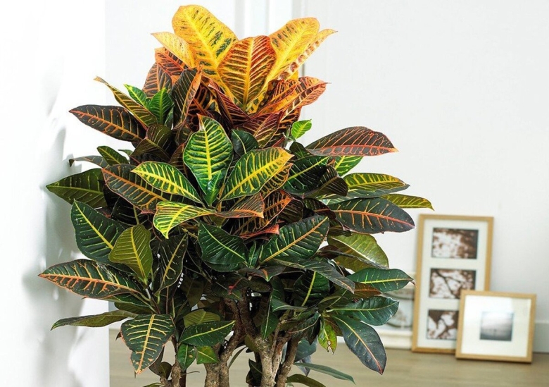 Кодиеум petra