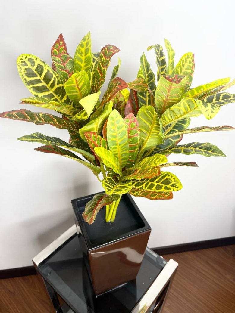 Кротон Кодиеум зеленый с красными прожилками