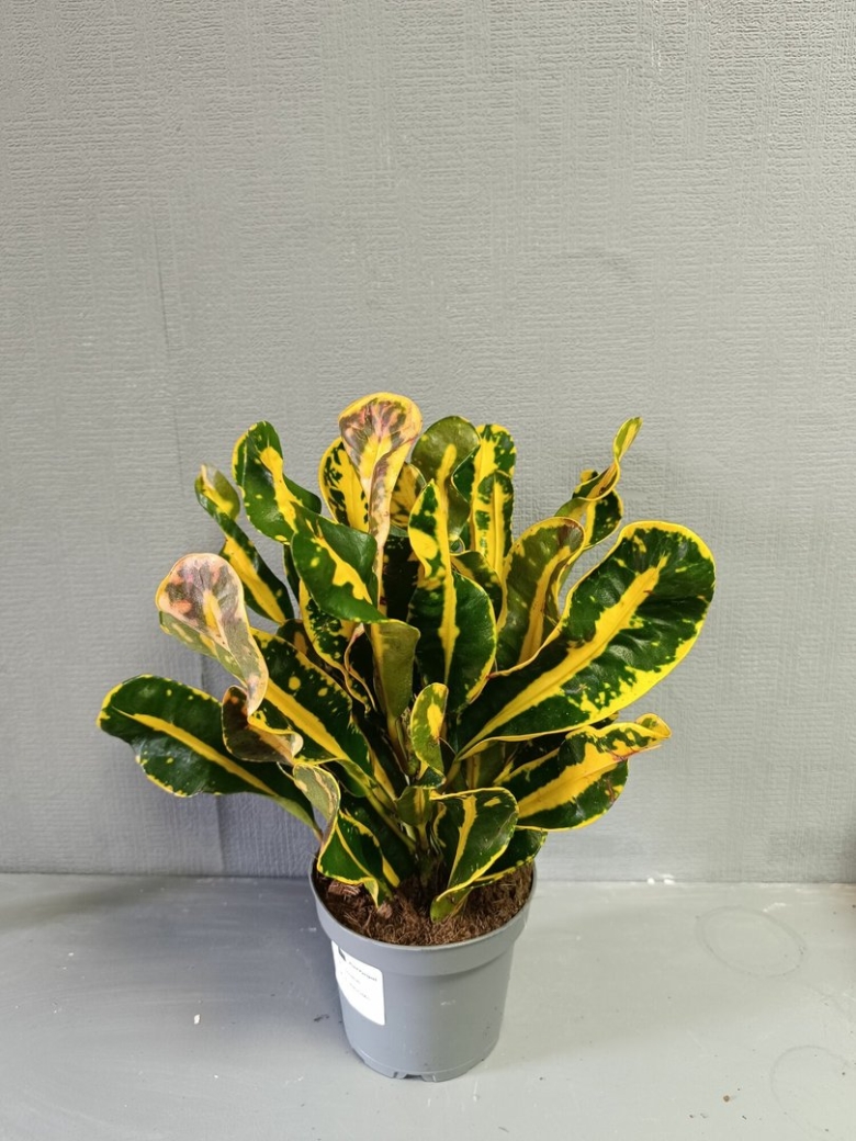 Кротон кодиеум