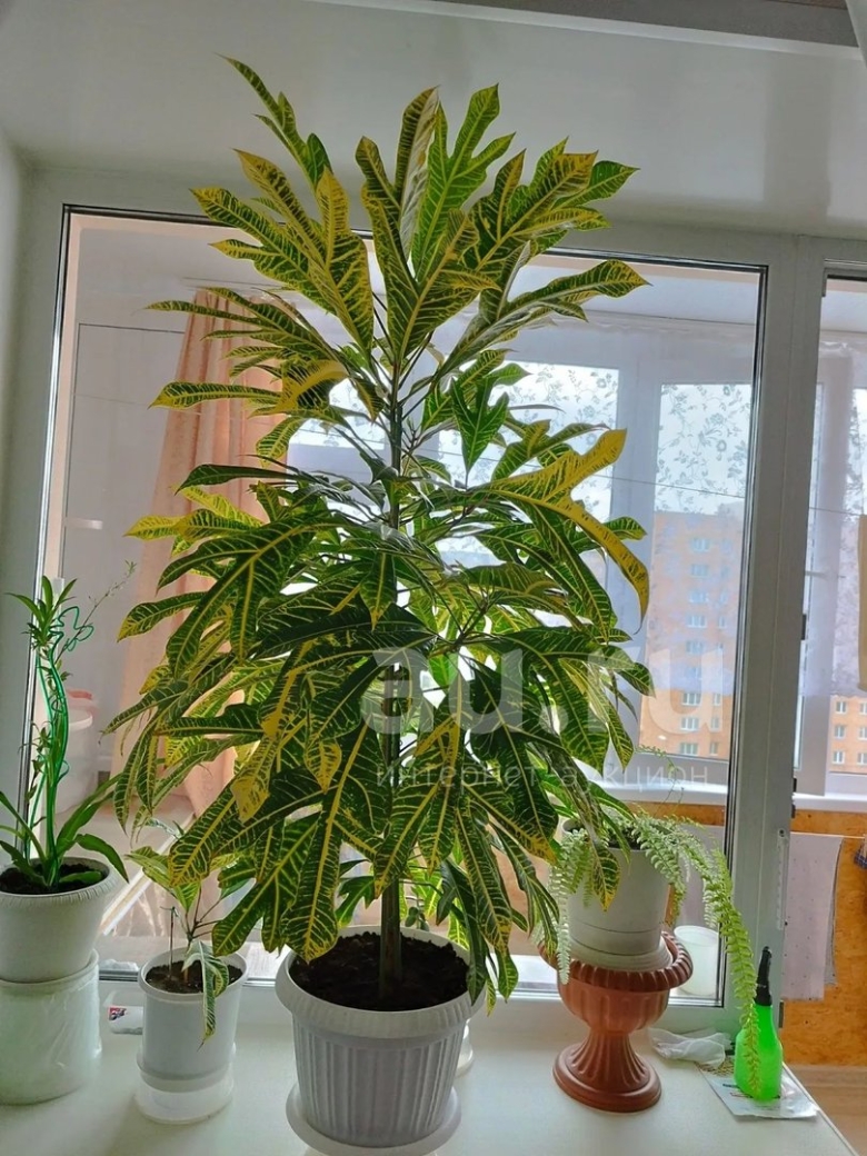 Кротон цветок комнатный