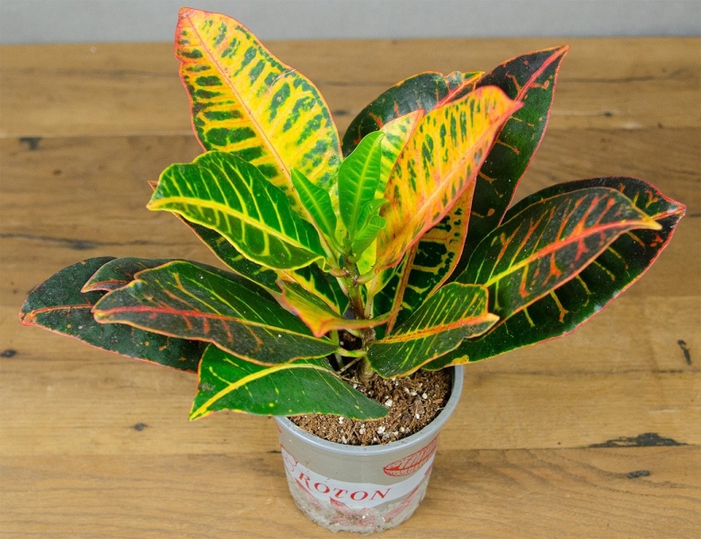 Кротон санхеция