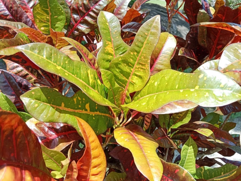 Кротон эбурнеум