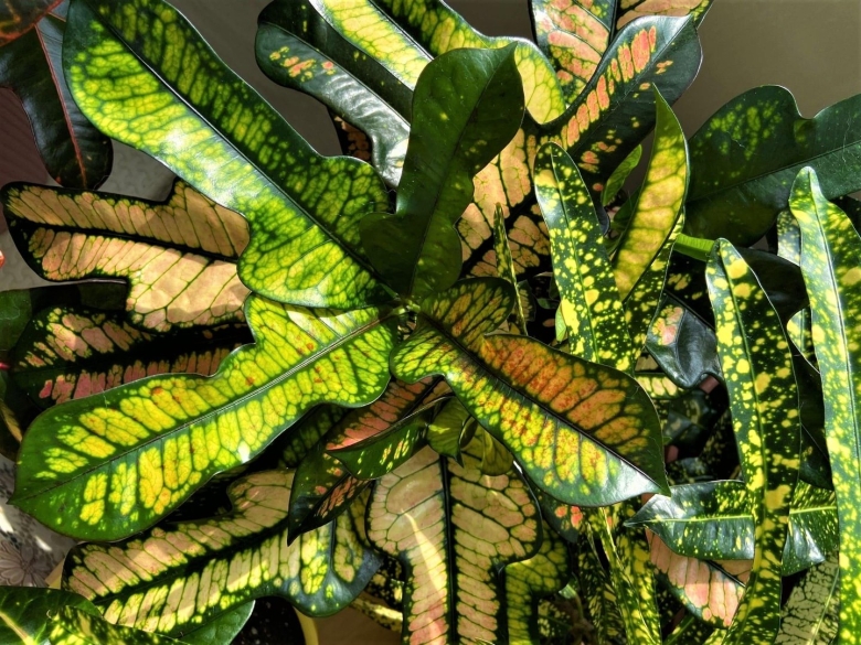 Кротон аукубовидный