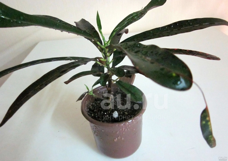 Кротон с висюльками на листьях название