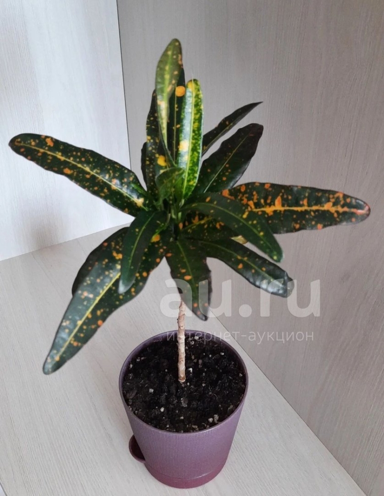 Комнатное растение кротон