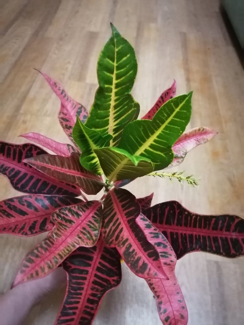 Кротон нервия