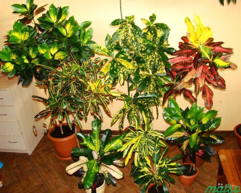 Кодиеум Кротон Пальма