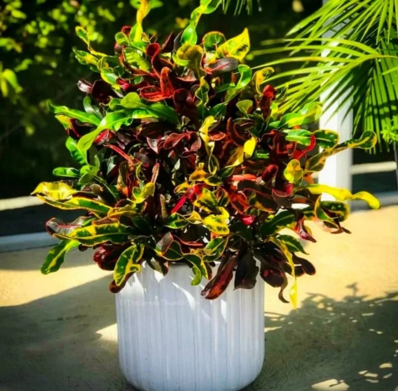 Кодиеум кротон мамми