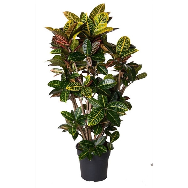 Кодиеум петра цветок