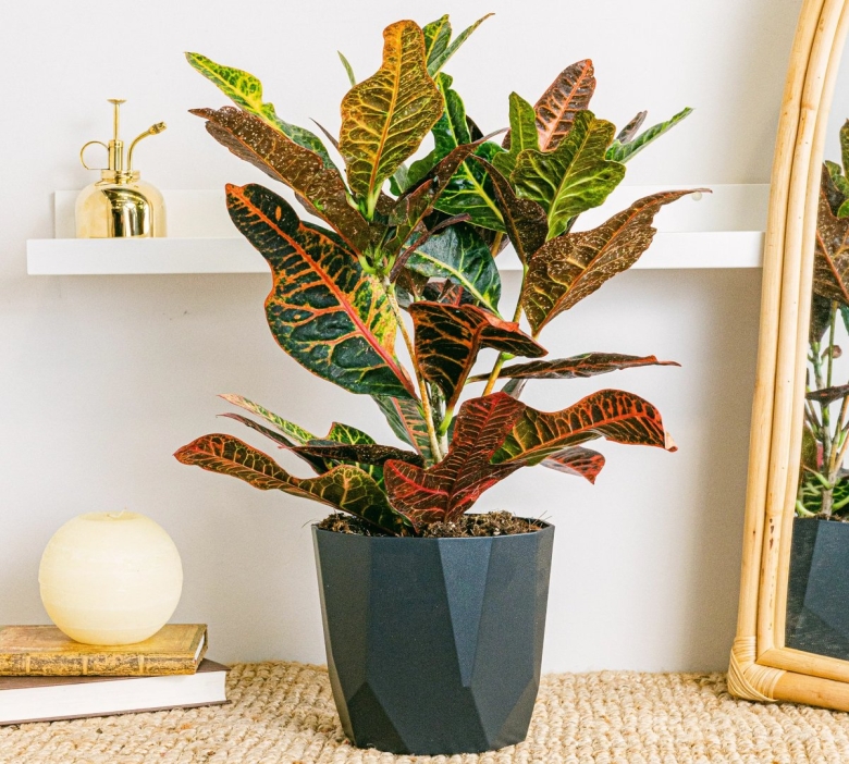 Кротон кодиеум экселент