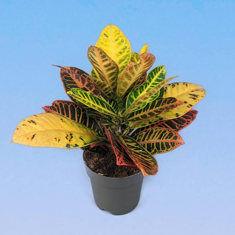 Кодиеум Петра разветвленный