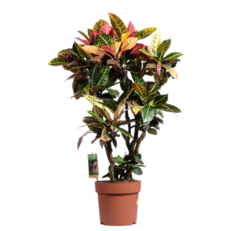 Кодиеум миссис айстон