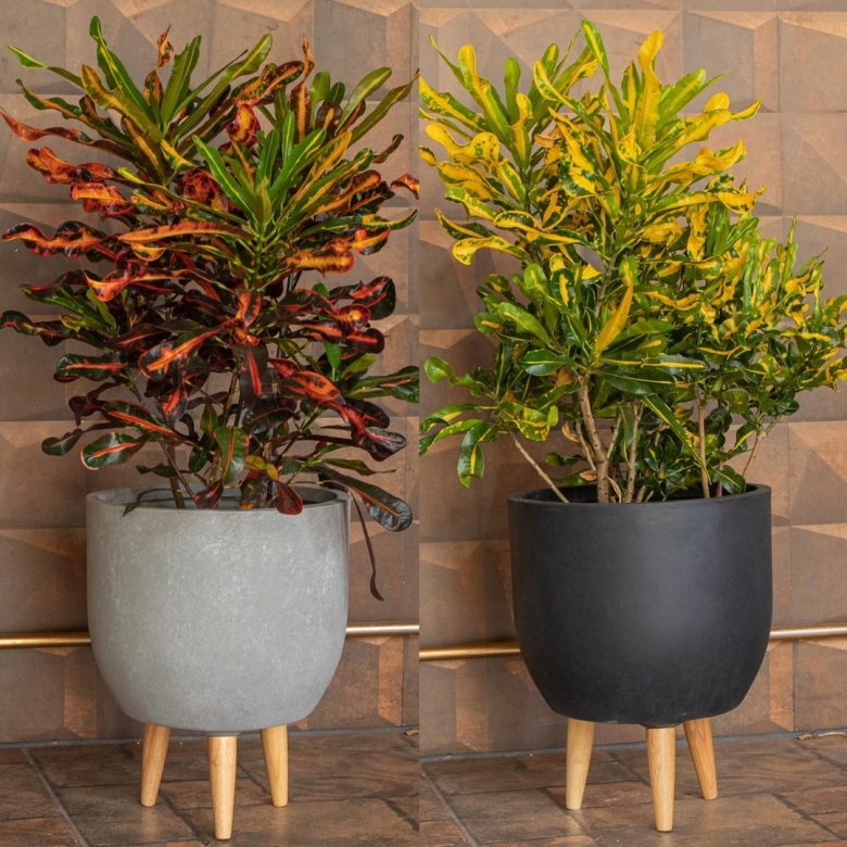 Кротон растение