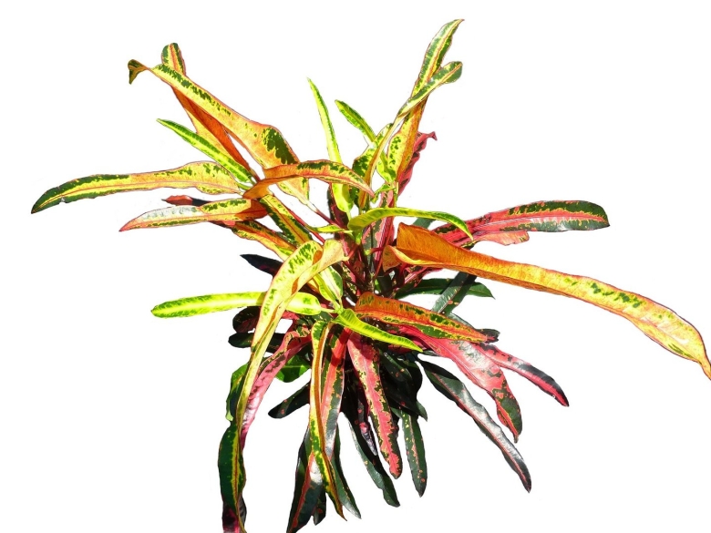 Кодиеум (кротон) занзибар