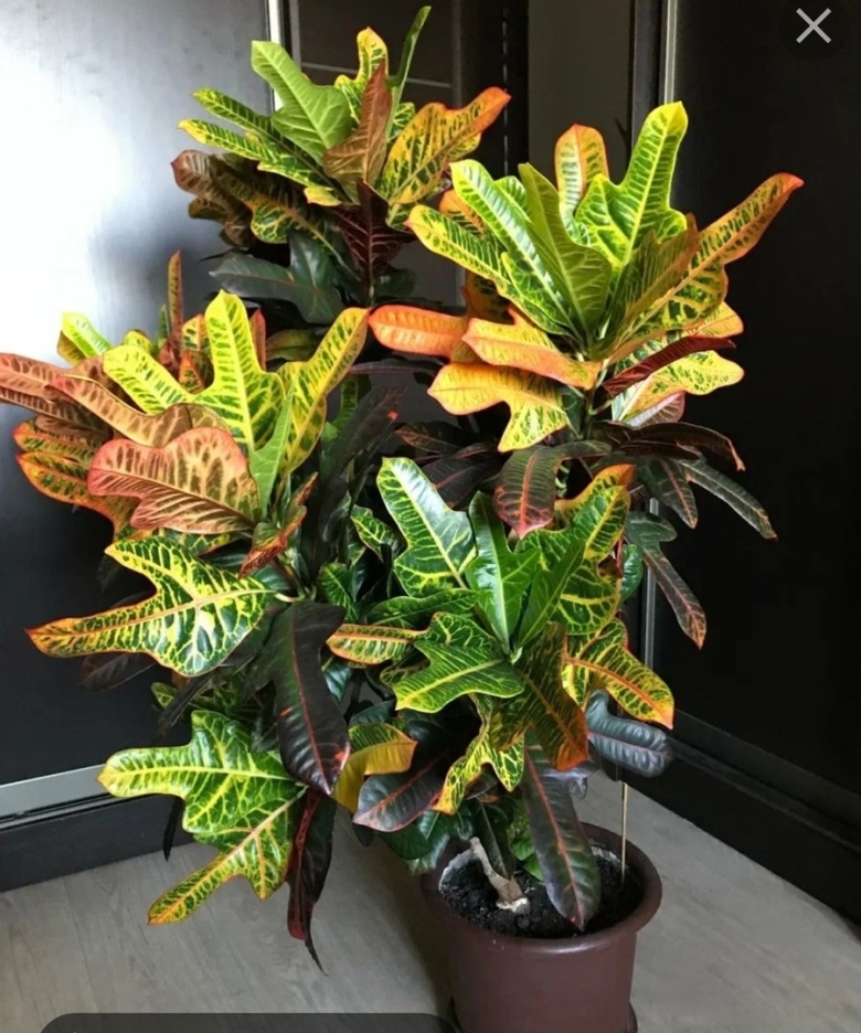 Кротон Кодиеум Экселент