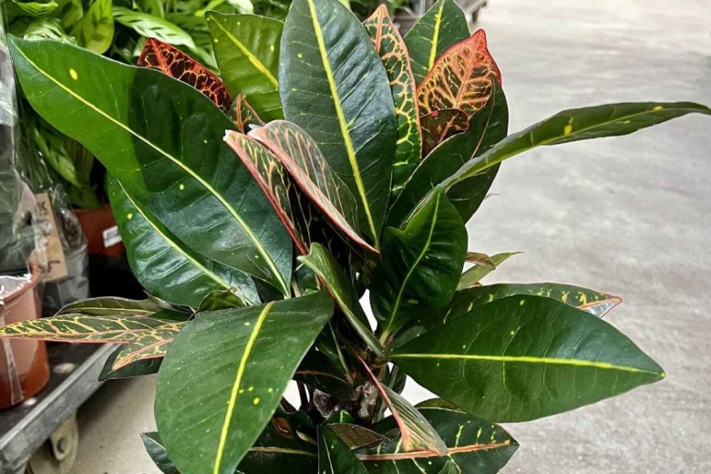 Лист кротона