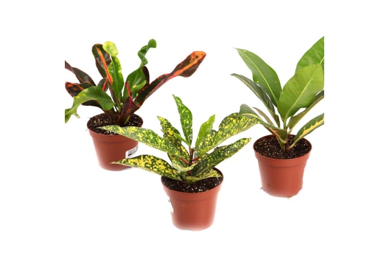 Кодиеум ( кротон) голд сан