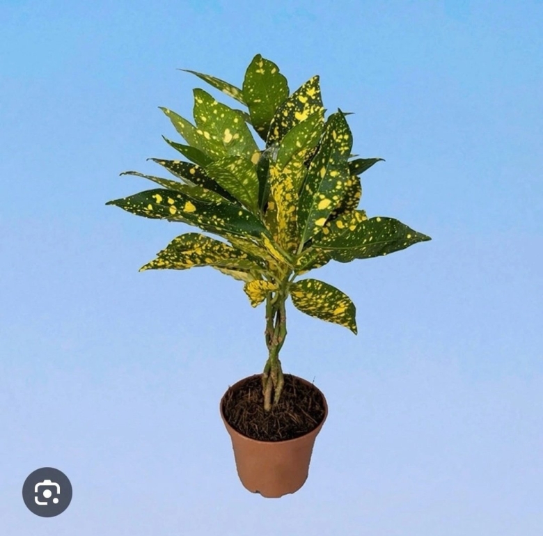 Кодиеум голд сан